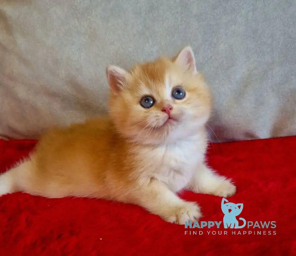 Milena British Shorthair female black golden chinchilla live animals