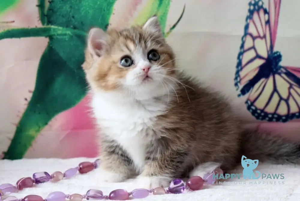 Milena British Shorthair female black golden shaded bicolour live animals