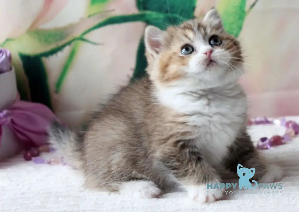 Milena British Shorthair female black golden shaded bicolour live animals