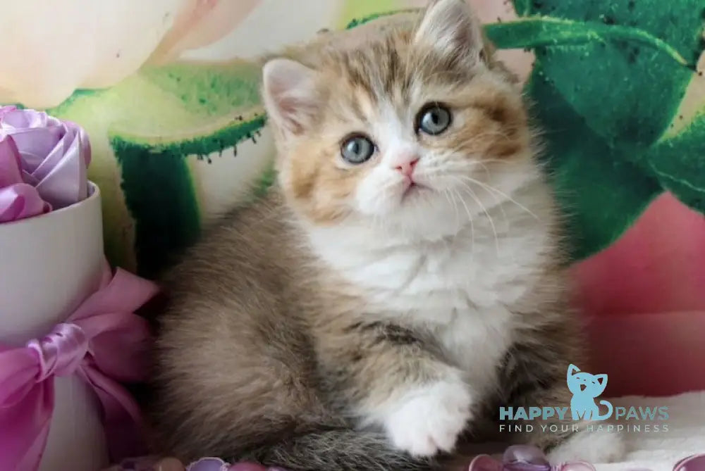 Milena British Shorthair female black golden shaded bicolour live animals