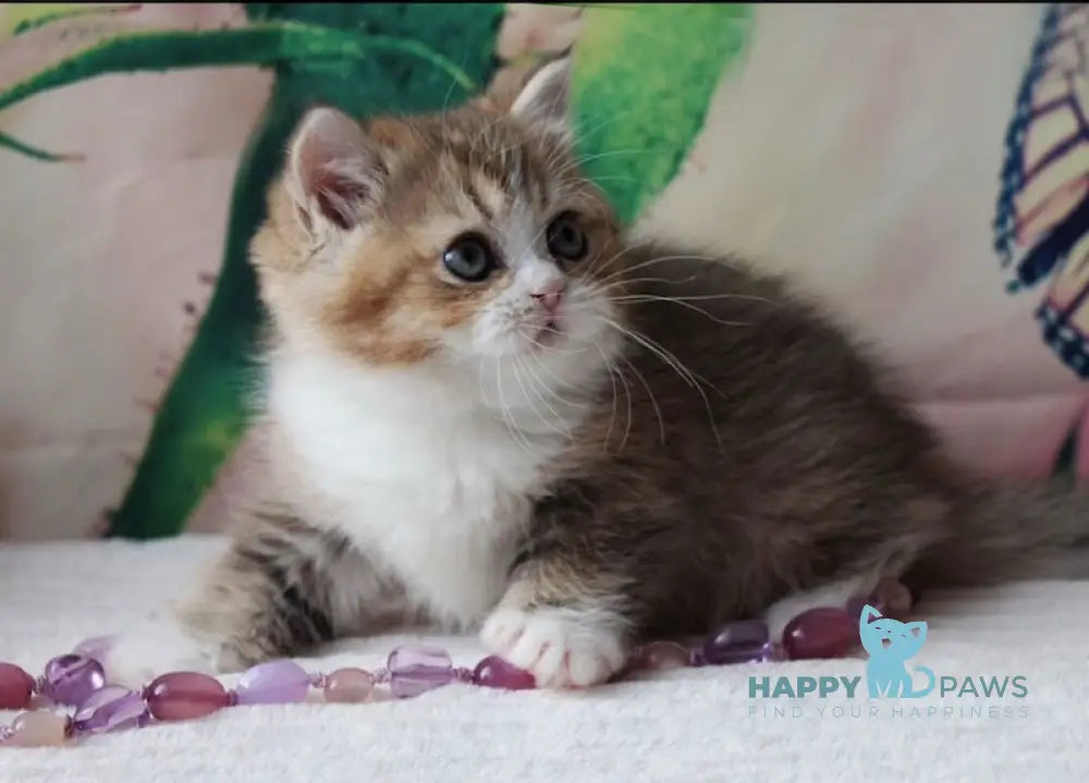 Milena British Shorthair female black golden shaded bicolour live animals