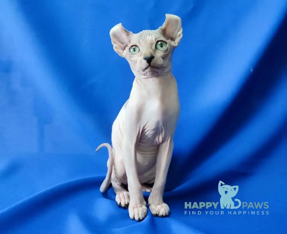 Milena Elf female black tortie harlequin live animals