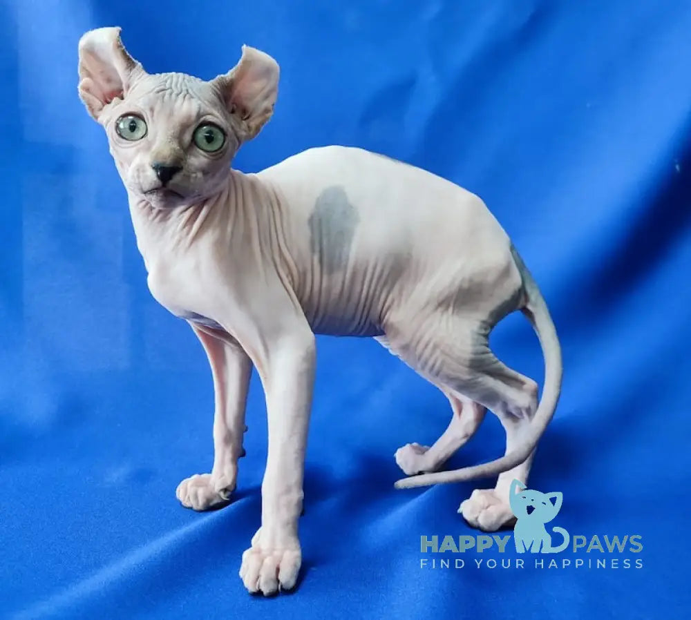 Milena Elf female black tortie harlequin live animals