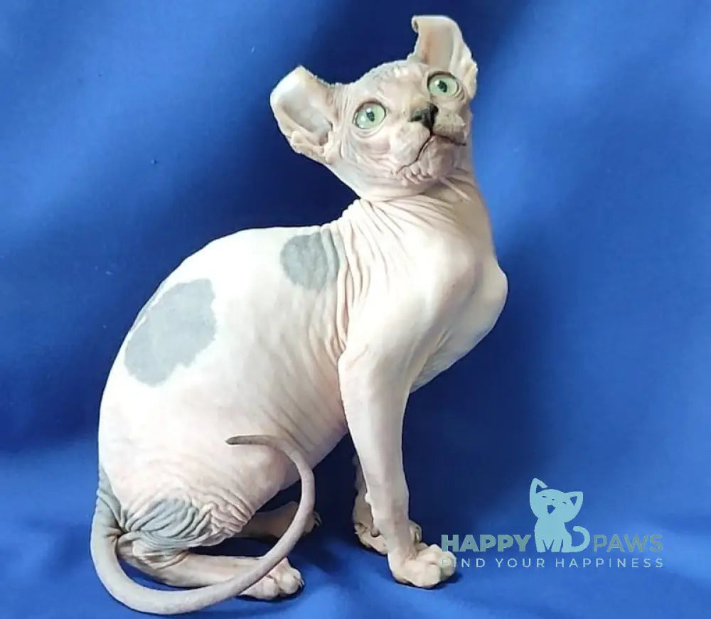 Milena Elf female black tortie harlequin live animals