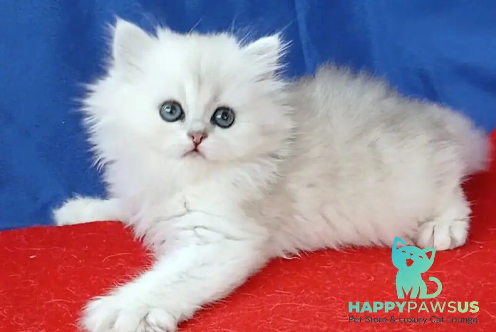 Milena Persian female black silver shaded - live animals