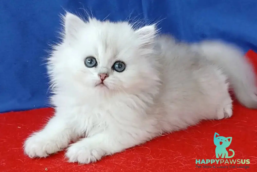 Milena Persian female black silver shaded - live animals