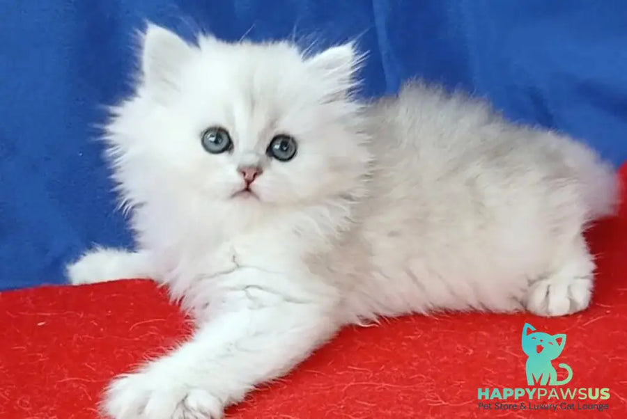 Milena Persian female black silver shaded - live animals