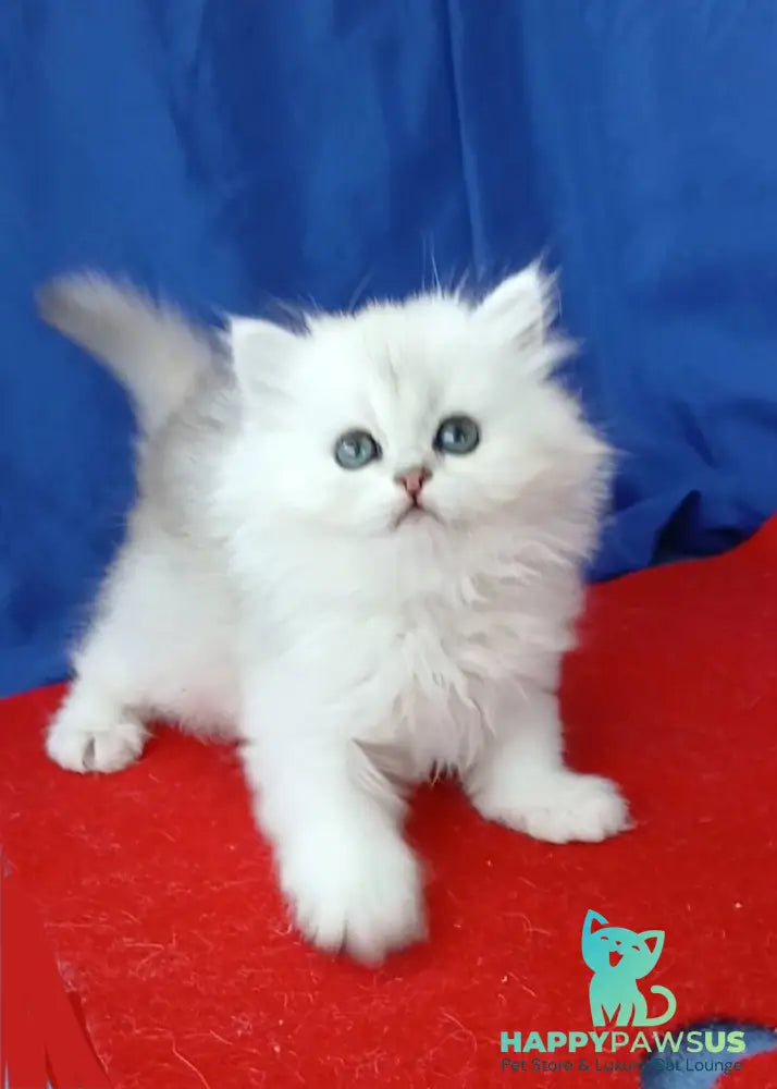 Milena Persian female black silver shaded - live animals