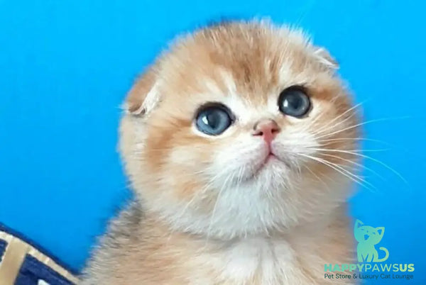 Milena Scottish Fold female black golden shaded - live animals