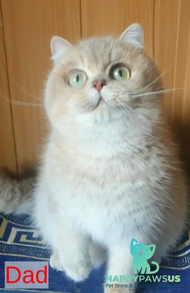 Milena Scottish Fold female black golden shaded - live animals