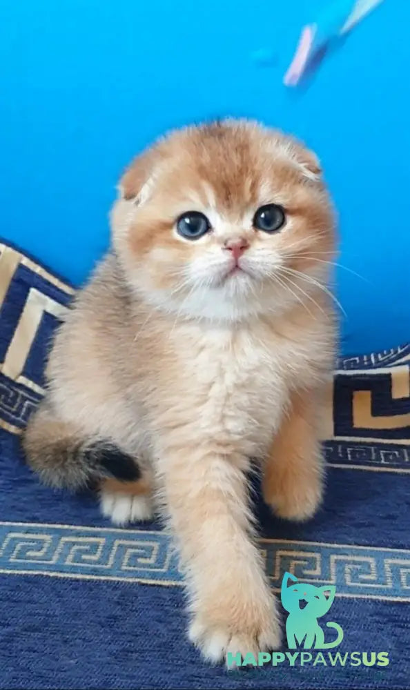 Milena Scottish Fold female black golden shaded - live animals