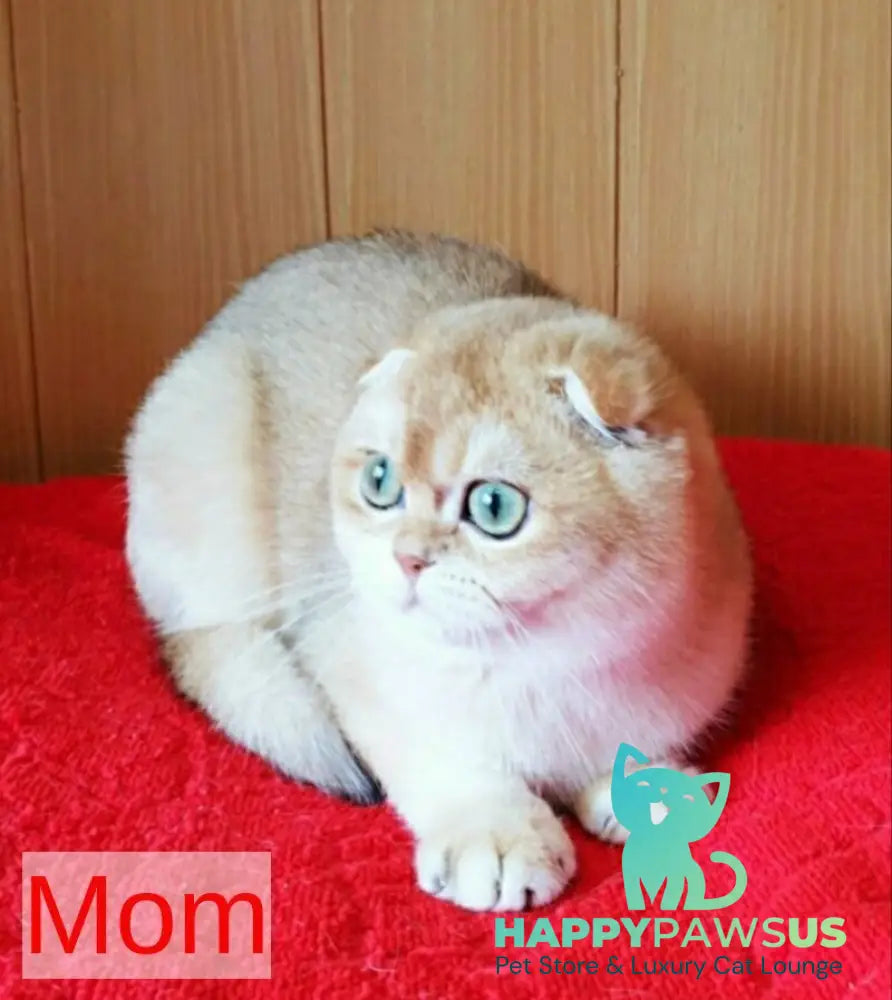 Milena Scottish Fold female black golden shaded - live animals