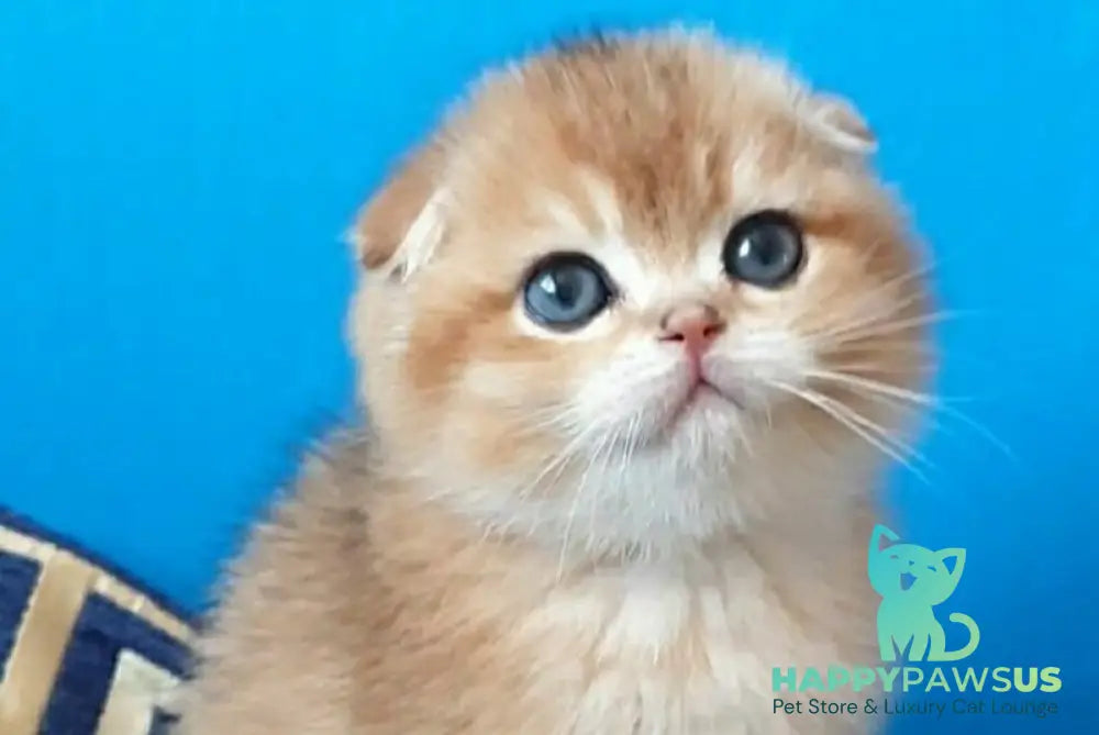 Milena Scottish Fold female black golden shaded - live animals