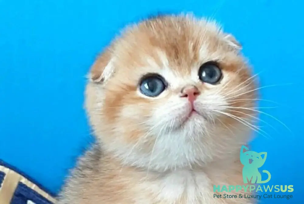 Milena Scottish Fold female black golden shaded - live animals