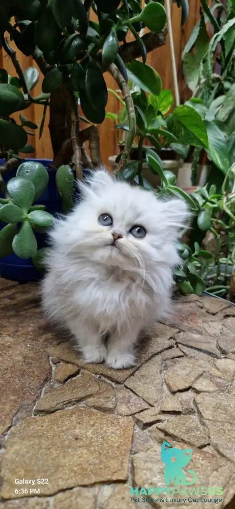Milentiy British Longhair male black silver shaded live animals