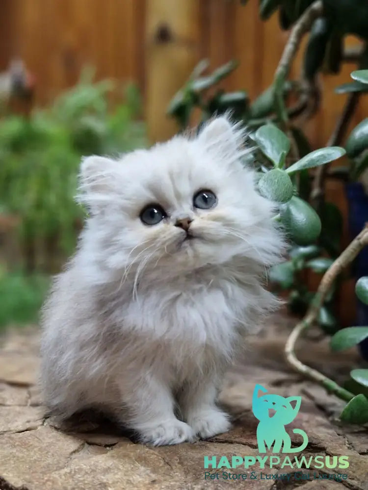 Milentiy British Longhair male black silver shaded live animals