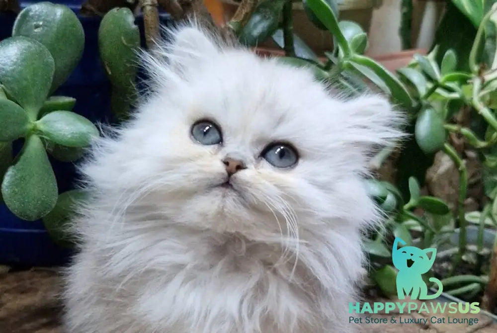 Milentiy British Longhair male black silver shaded live animals