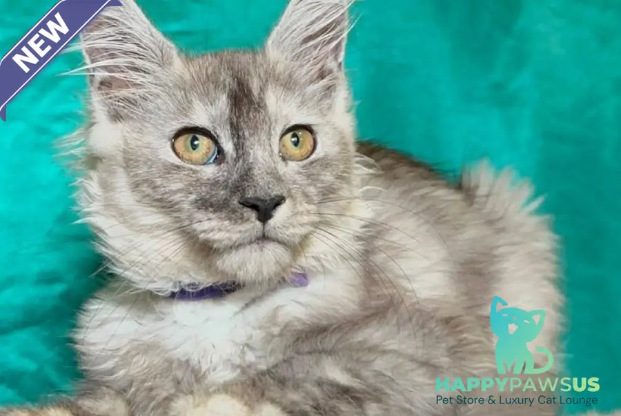 Milissa Maine Coon female black silver - live animals