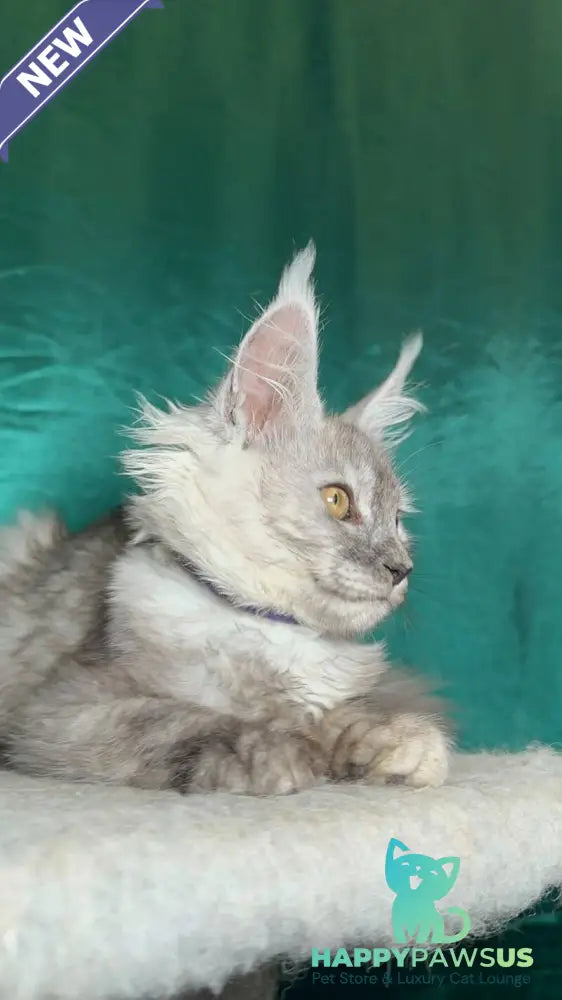 Milissa Maine Coon female black silver - live animals