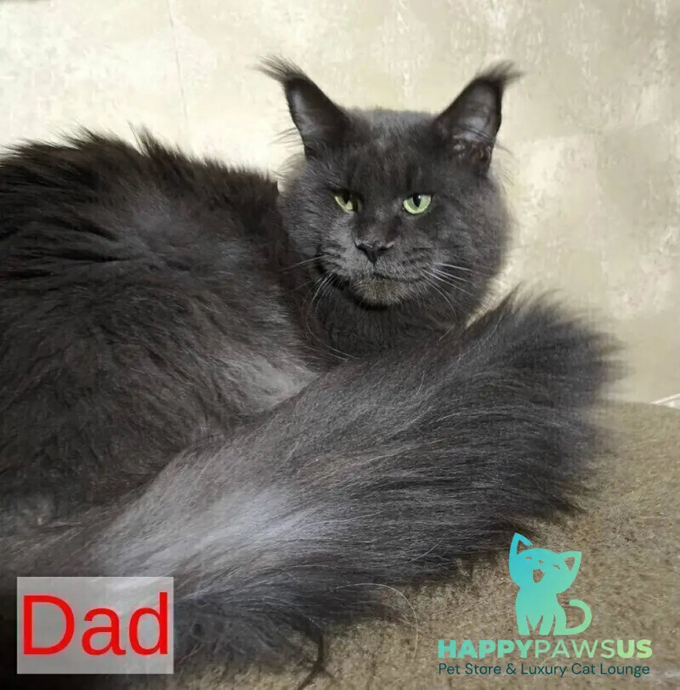 Milissa Maine Coon female black silver - live animals