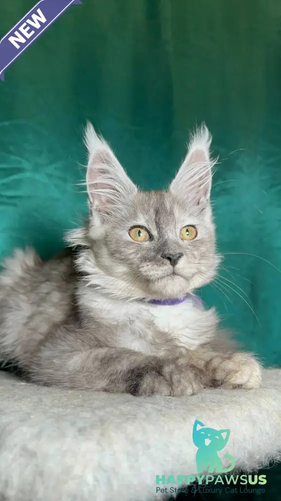 Milissa Maine Coon female black silver - live animals