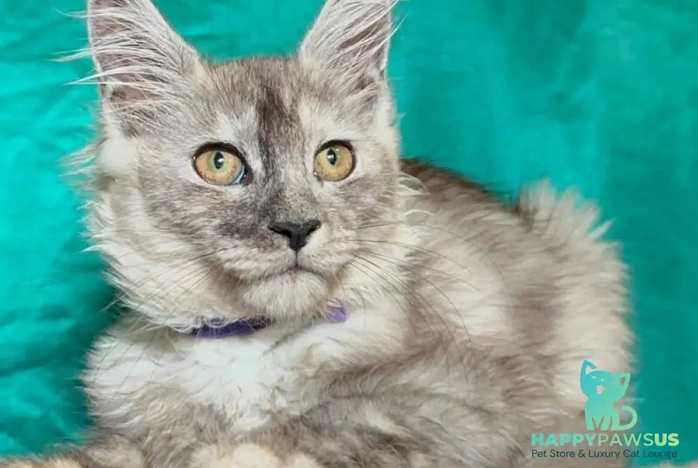 Milissa Maine Coon female black silver - live animals