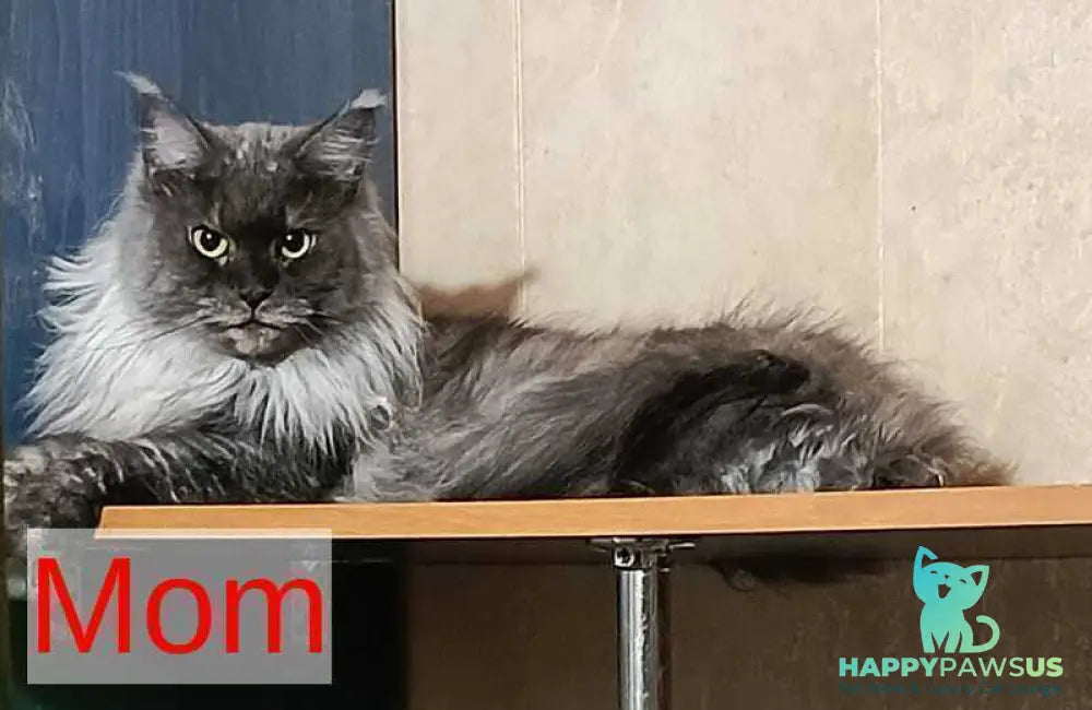 Milissa Maine Coon female black silver - live animals