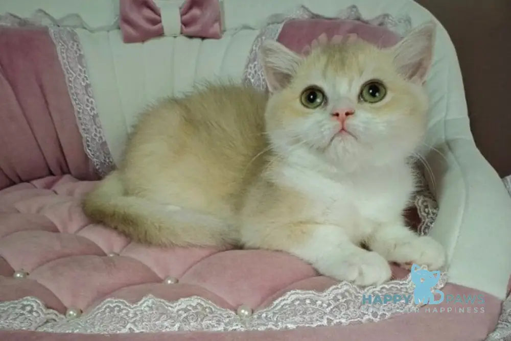 Milka British Shorthair female lilac golden chinchilla bicolour live animals