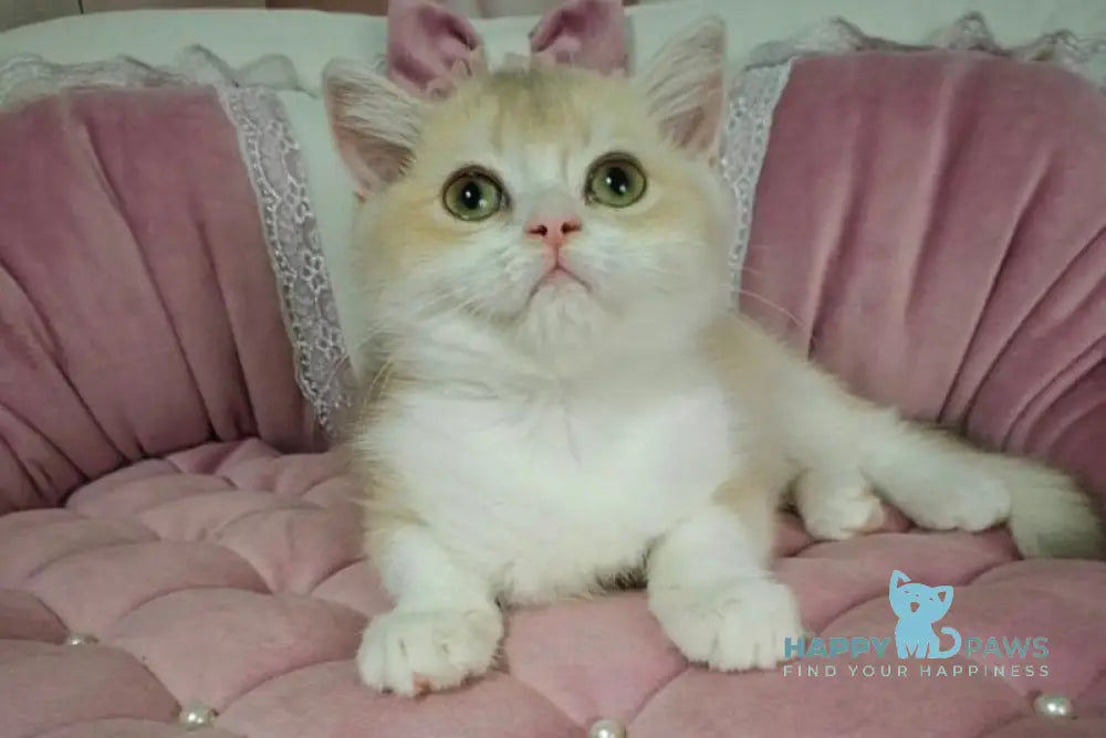 Milka British Shorthair female lilac golden chinchilla bicolour live animals