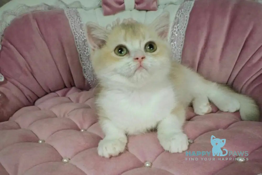 Milka British Shorthair female lilac golden chinchilla bicolour live animals