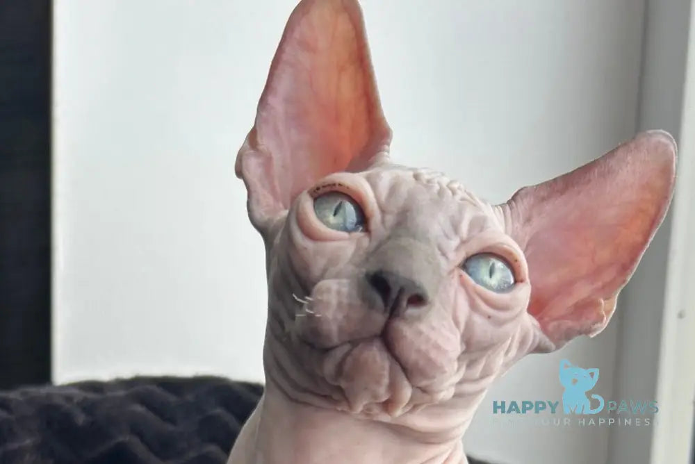 Milka Canadian Sphynx female blue pointed live animals