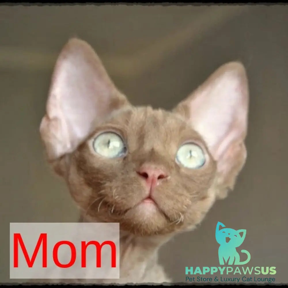 Milka Devon Rex female cinnamon bicolour - live animals