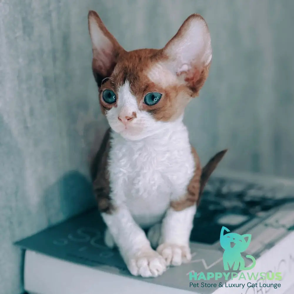Milka Devon Rex female cinnamon bicolour - live animals