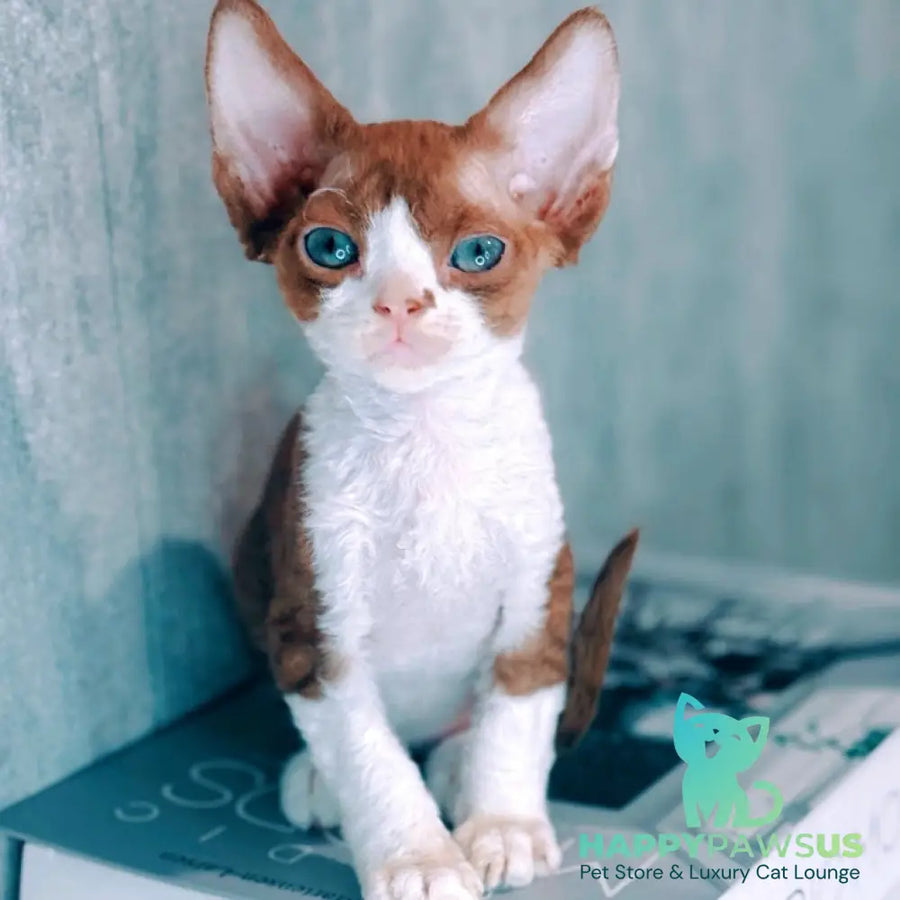 Milka Devon Rex female cinnamon bicolour - live animals