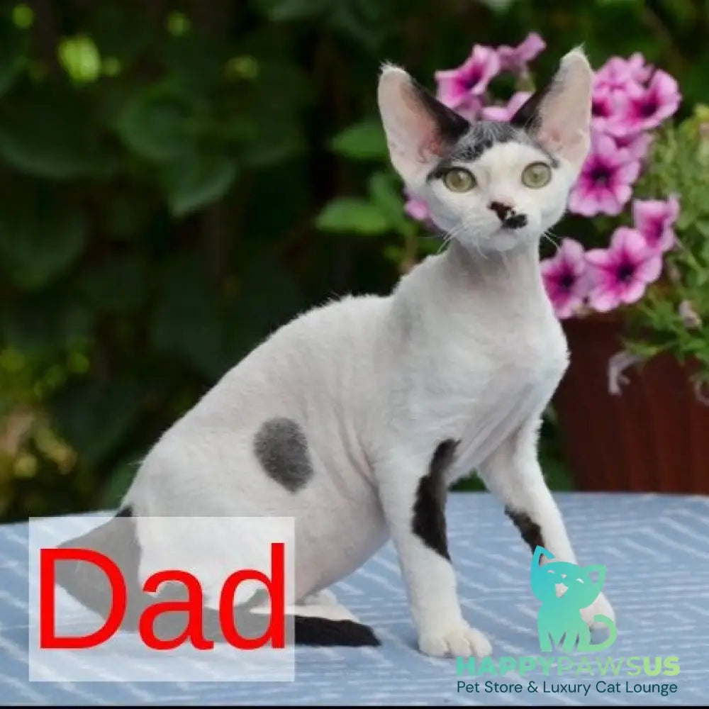 Milka Devon Rex female cinnamon bicolour - live animals