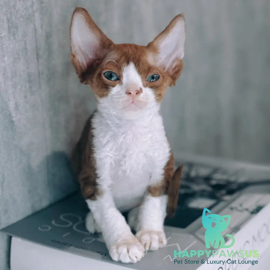 Milka Devon Rex female cinnamon bicolour - live animals