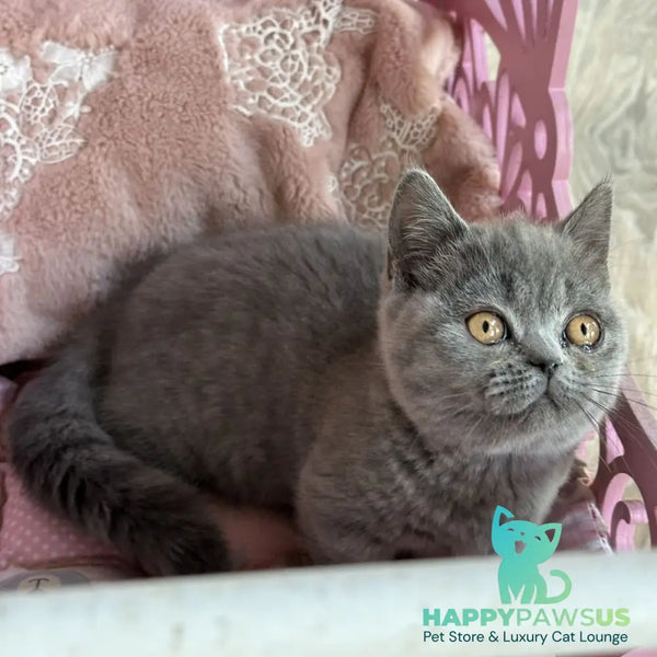 Milka Munchkin female blue - live animals