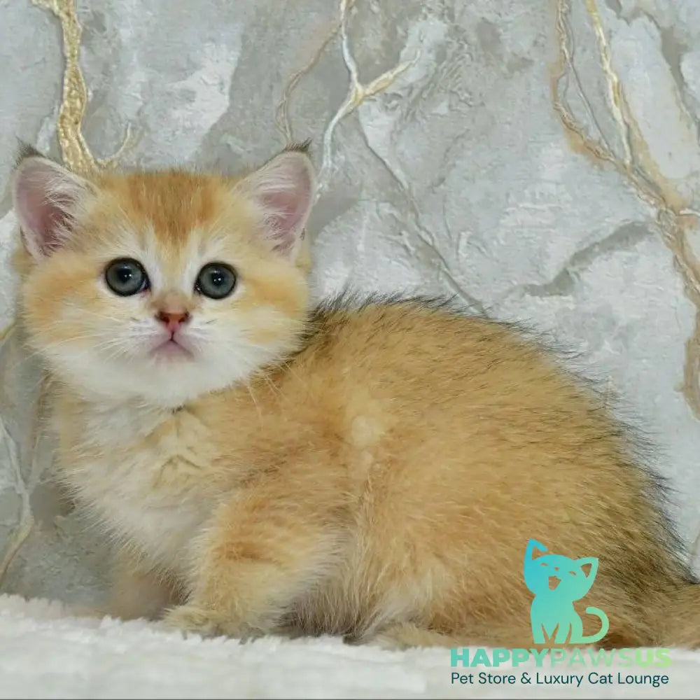 Milka Scottish Straight female black golden shaded - live animals