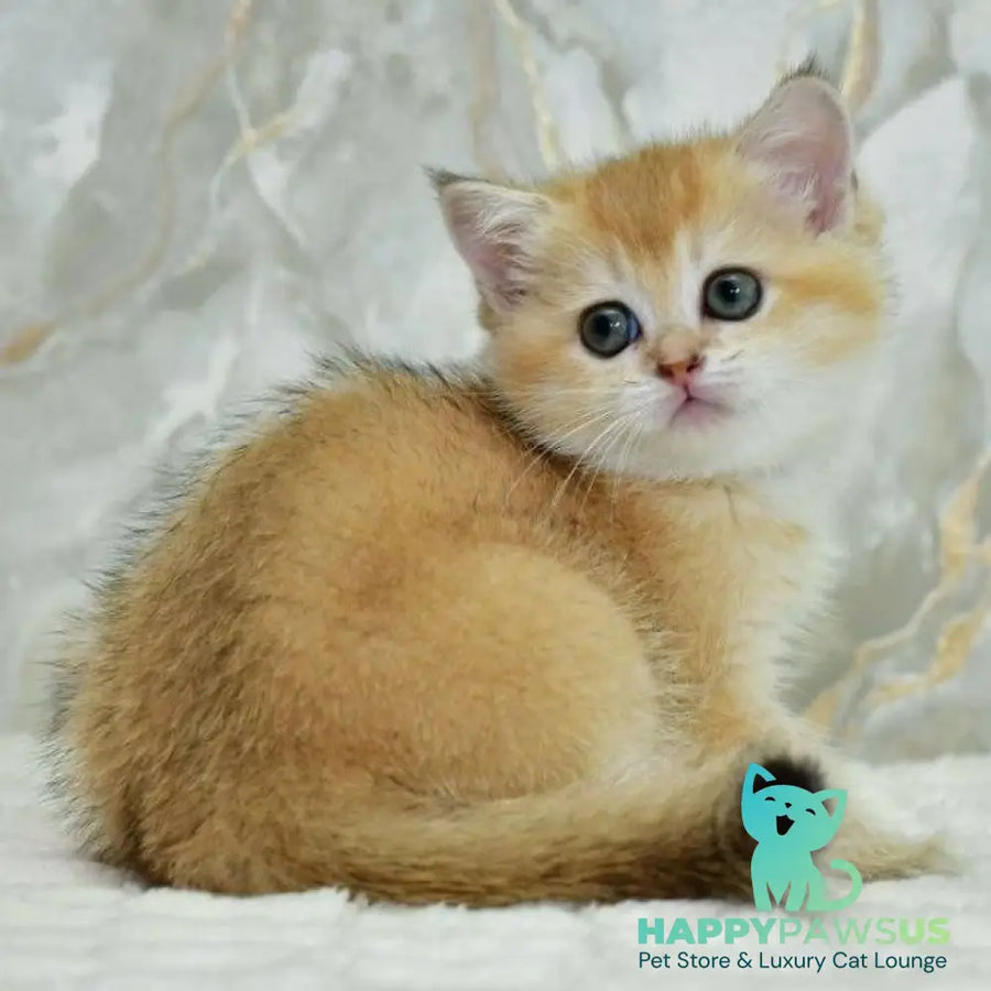 Milka Scottish Straight female black golden shaded - live animals