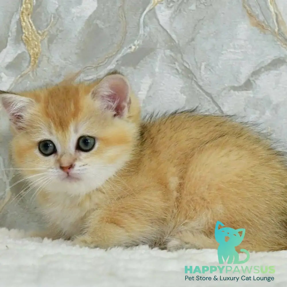 Milka Scottish Straight female black golden shaded - live animals