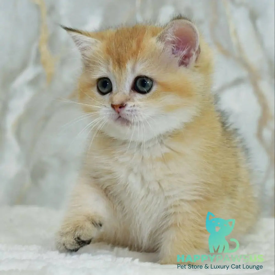 Milka Scottish Straight female black golden shaded - live animals