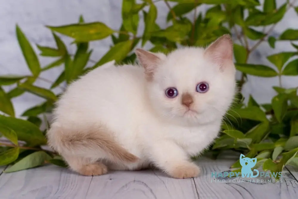 Milky British Shorthair male cinnamon pointed live animals