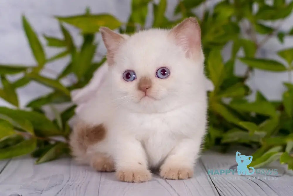 Milky British Shorthair male cinnamon pointed live animals