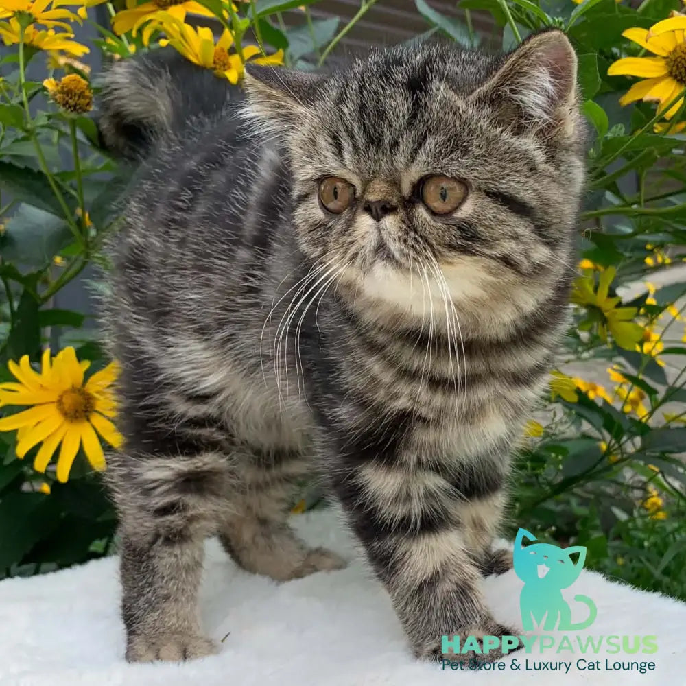 Milky Way Exotic male black tabby - live animals