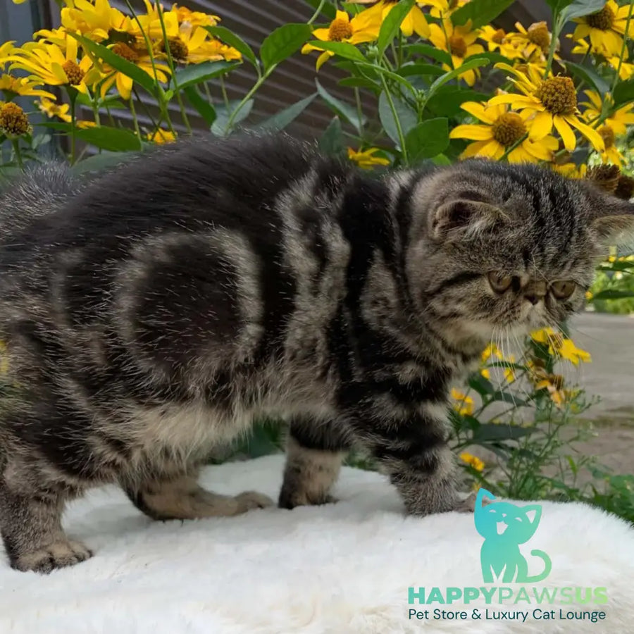 Milky Way Exotic male black tabby - live animals