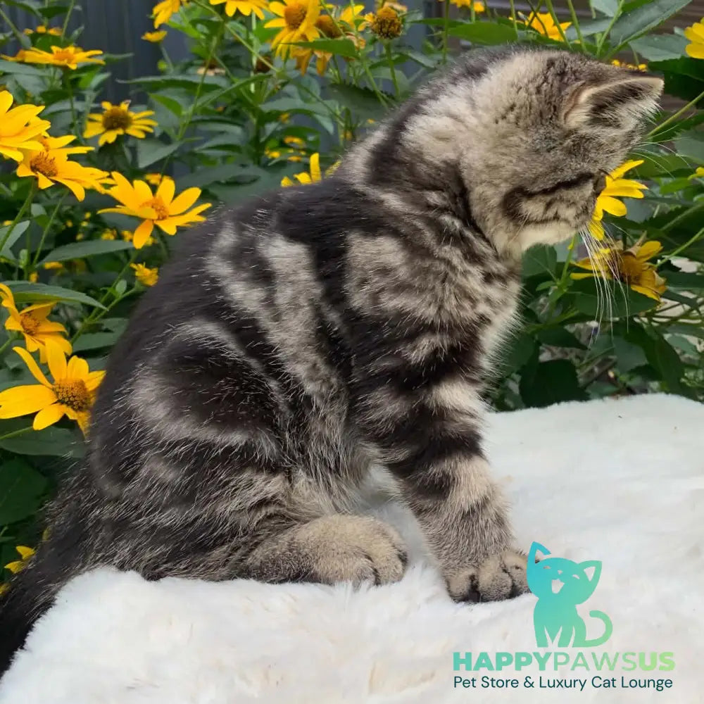 Milky Way Exotic male black tabby - live animals