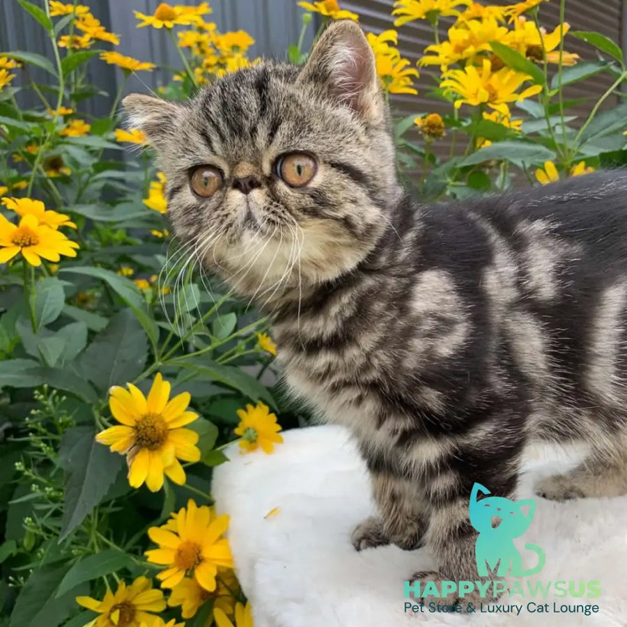 Milky Way Exotic male black tabby - live animals