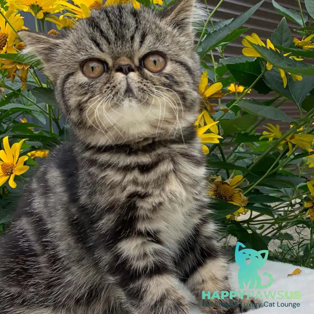 Milky Way Exotic male black tabby - live animals