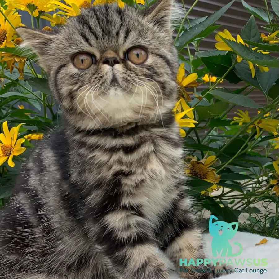 Milky Way Exotic male black tabby - live animals
