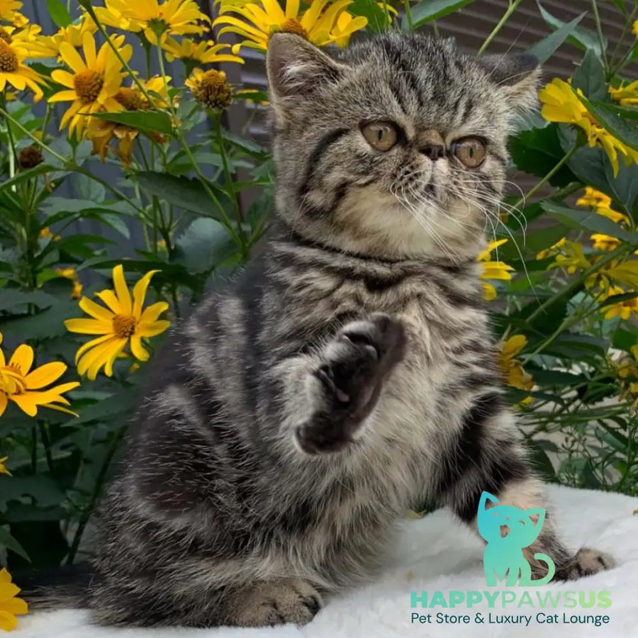 Milky Way Exotic male black tabby - live animals